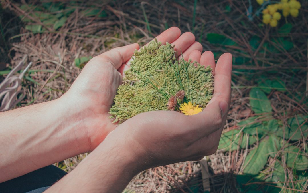 How To Lower Your Carbon Footprint At Our Missoula Student Apartments